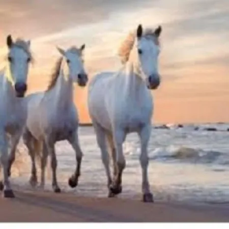 Californie - Le Coeur Graulen Daire *